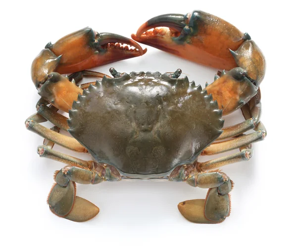 Crabe de boue mâle — Photo