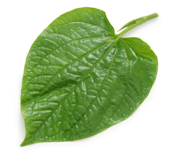 Betel selvatico, la lot, piper lolot, lolot pepper, piper sarmentosum, leafbush — Foto Stock