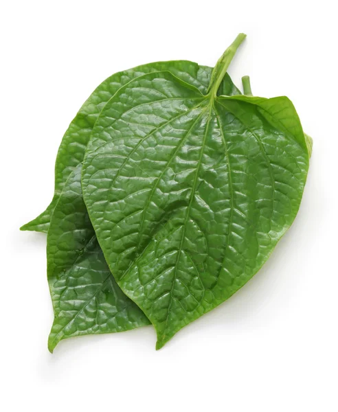 Betel silvestre, la lot, piper lolot, lolot pepper, piper sarmentosum, leafbush — Foto de Stock