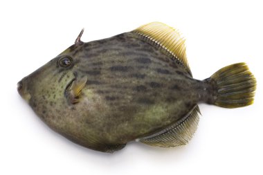 Beyaz arka plan üzerinde izole threadsail filefish