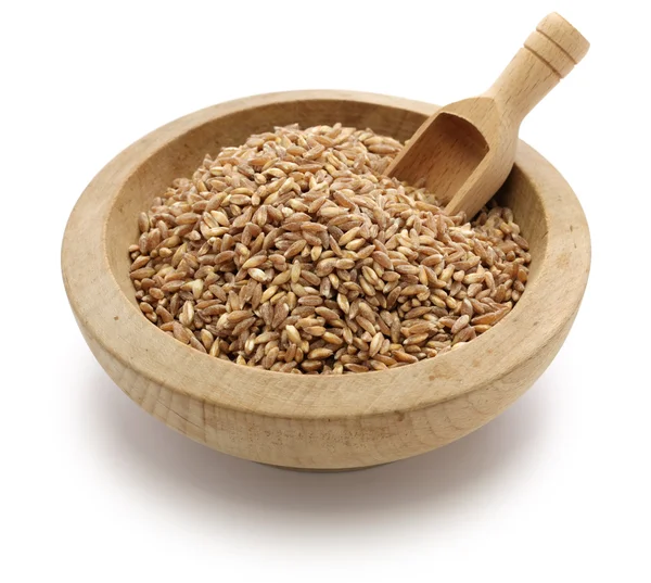 Dinkel, Farro, Urweizen — Stockfoto