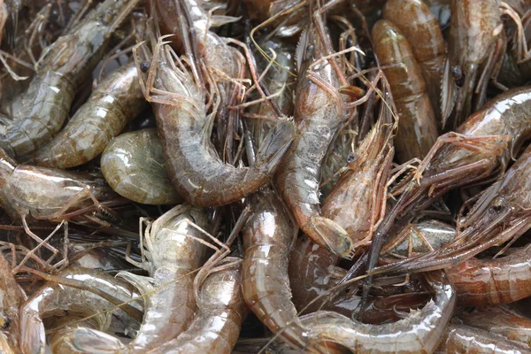 Japanese freshwater shrimp — Stock Photo, Image