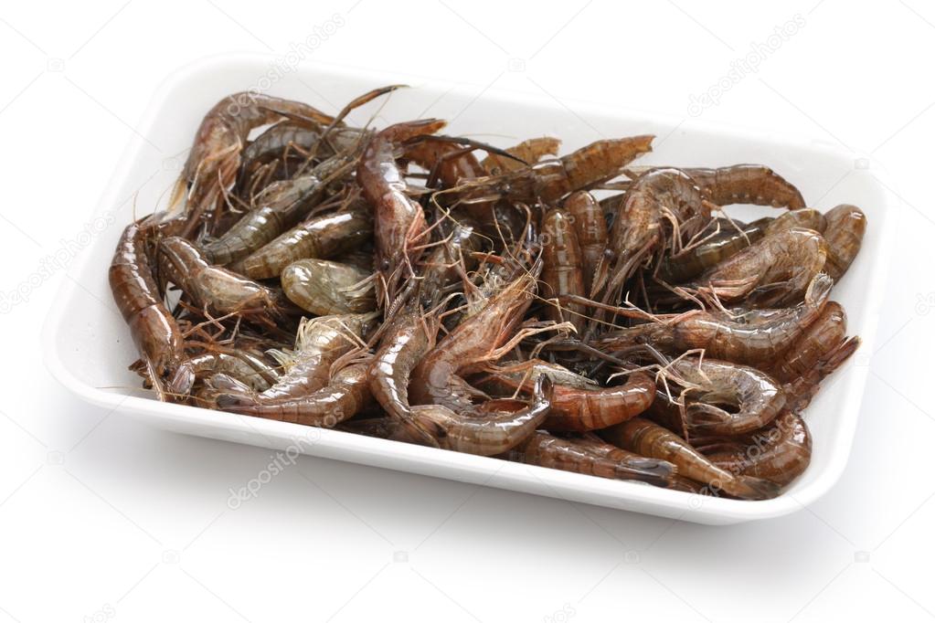 Japanese freshwater shrimp