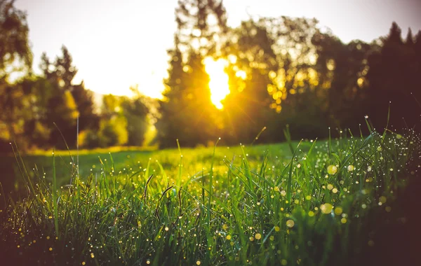 Nascer do sol Pôr do sol no prado com orvalho — Fotografia de Stock