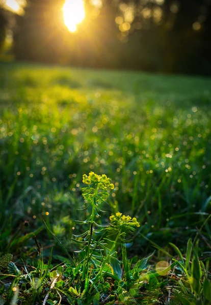 Nascer do sol Pôr do sol no prado com orvalho — Fotografia de Stock