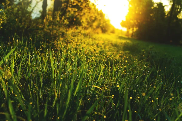 Çayır çiy ile üzerinde gündoğumu günbatımı