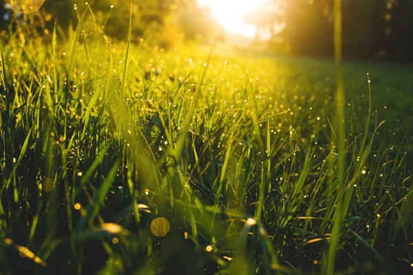 Nascer do sol Pôr do sol no prado com orvalho — Fotografia de Stock