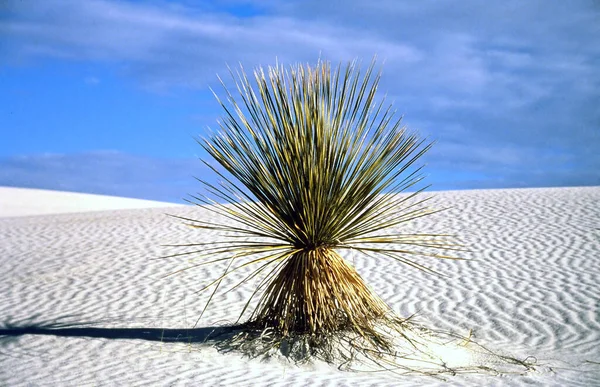 Yuca Plant White Sand National Monument Verenigde Staten — Stockfoto