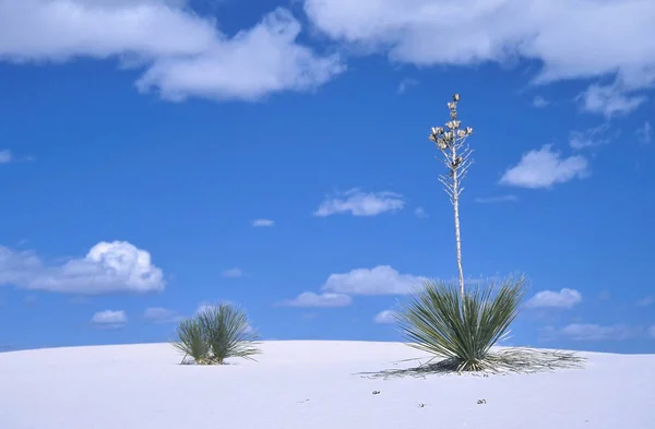 Yuca Roślin White Sands National Monument Stany Zjednoczone — Zdjęcie stockowe