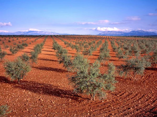 Plantação Mediterrânica Oliveiras Com Montanhas Fundo — Fotografia de Stock