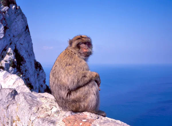 Primer Plano Macaco Salvaje Mono Gibraltar Una Las Atracciones Más —  Fotos de Stock