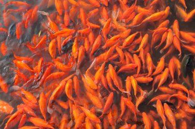 Peony Garden, Hangzhou, Çin 'deki bir gölde akvaryum balıkları