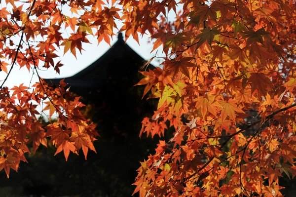 在京都的秋天 — 图库照片