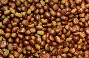 Kestane yakın çekim yukarı