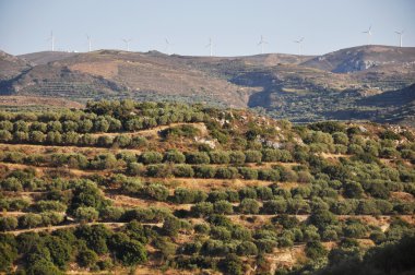 Olive grove