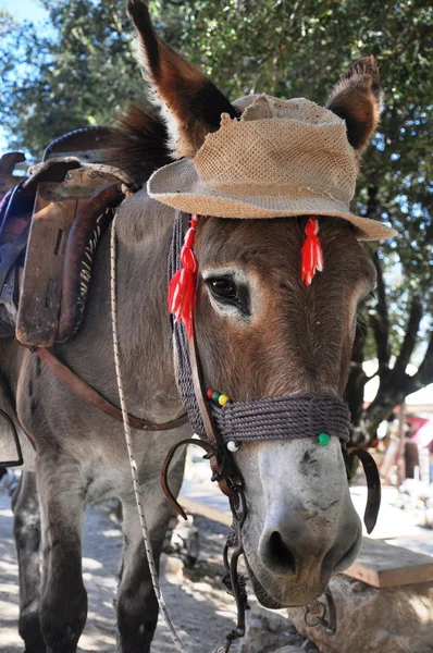 Donkey — Stock Photo, Image