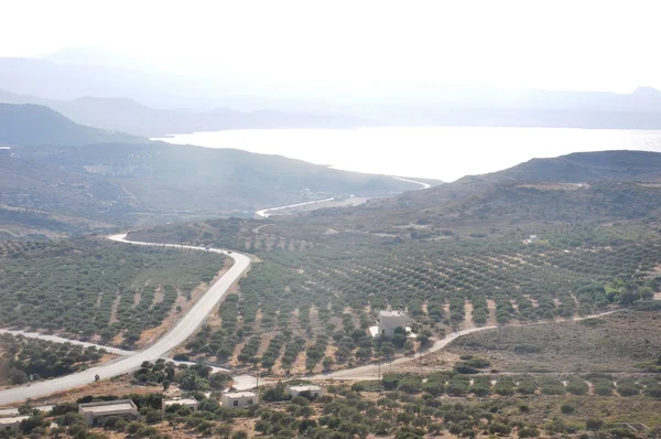 Olive grove — Stock Photo, Image