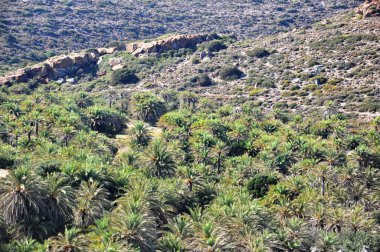 Vai palmiye orman crete Yunanistan