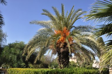 Bahçe arkeolojik site karşın Crete Yunanistan