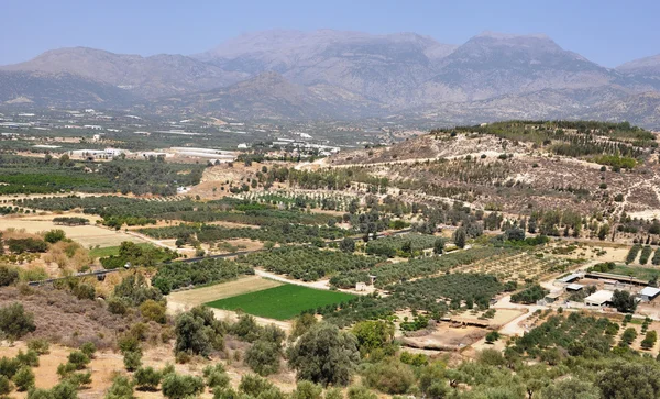 Olive grove — Stock Photo, Image