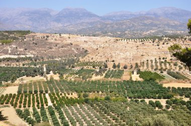 Olive grove
