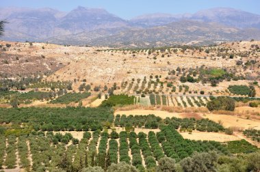 Olive grove