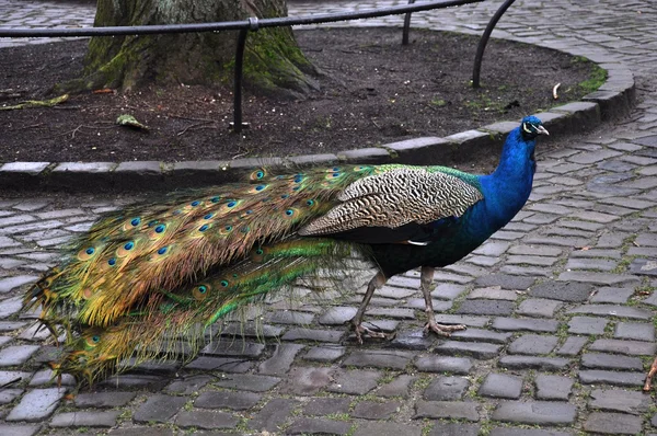 Peacock — Stock Photo, Image