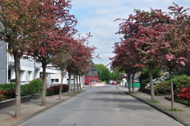 çiçek açan ağaçlar