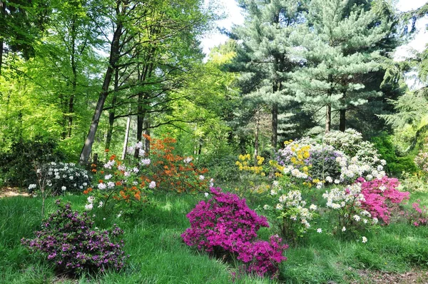 Alley in the park — Stock Photo, Image