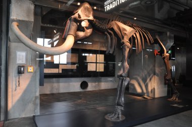mamut iskelet Ruhr Müzesi