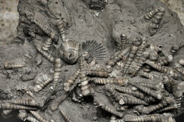 Fosiller Ruhr Müzesi Essen Almanya