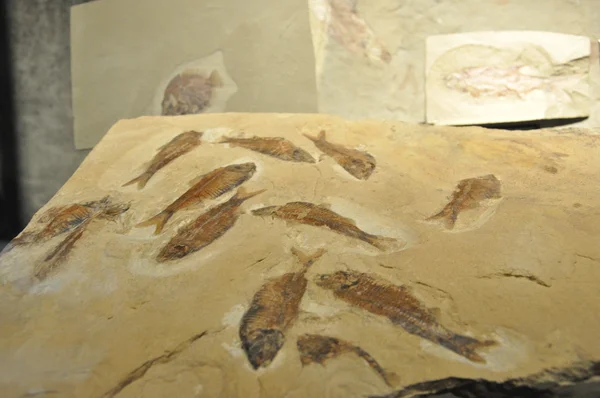 Fossilien Ruhr Museum Essen Deutschland — Stockfoto