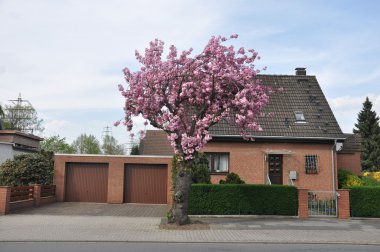 Bahçe ve çiçek açan bir ağaç evi