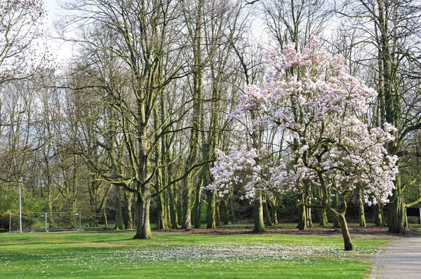 Vista para o parque na primavera — Fotografia de Stock