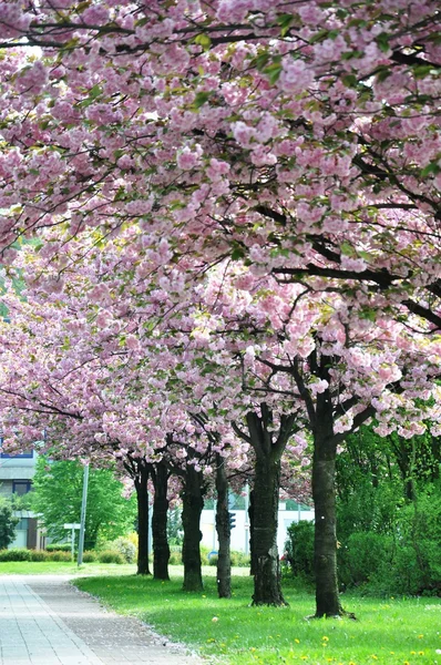 İlkbaharda çiçek açan ağaçlar sokak - Stok İmaj