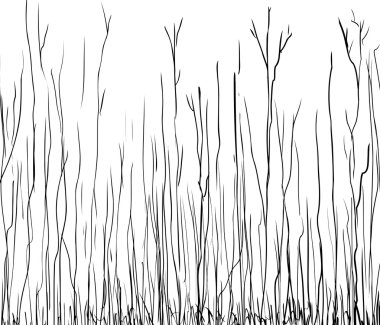 Anahat illüstrasyon uzun boylu ince ağaç