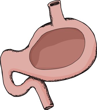 przekrój poprzeczny brzucha