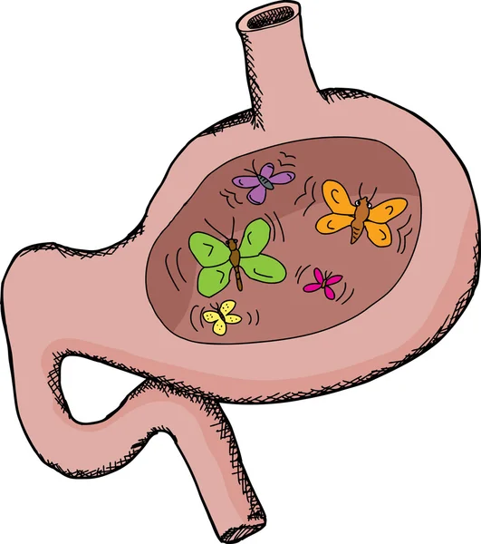 Fladderende vlinders in maag — Stockvector