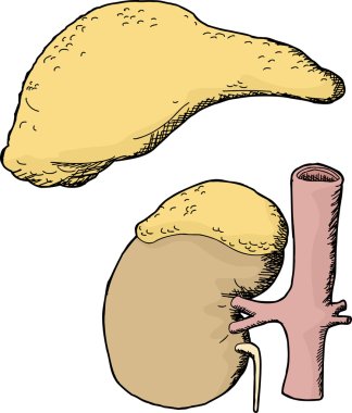 Isolated Adrenal Glands clipart