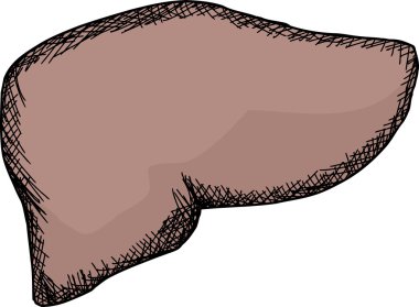 izole insan karaciğer