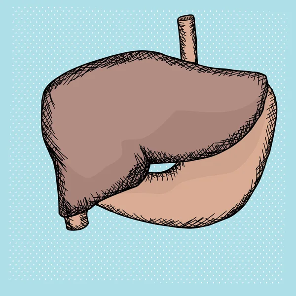 Órgãos hepáticos e estomacais — Vetor de Stock