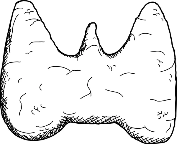 Umriss der Schilddrüse — Stockvektor