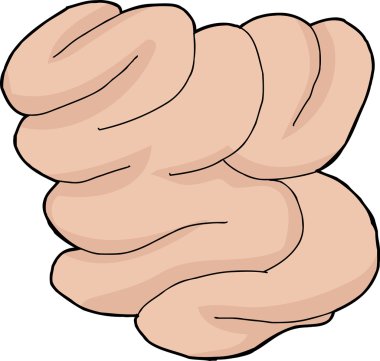 yalıtılmış ince bağırsak