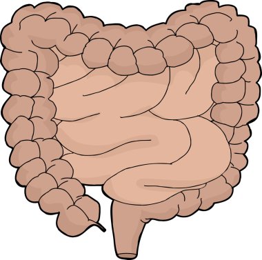 izole sindirim sistemi