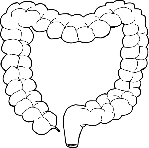 Outlined Large Intestine — Stock Vector