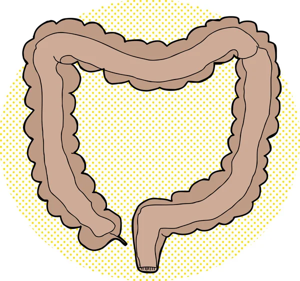 Interior del intestino grueso — Vector de stock