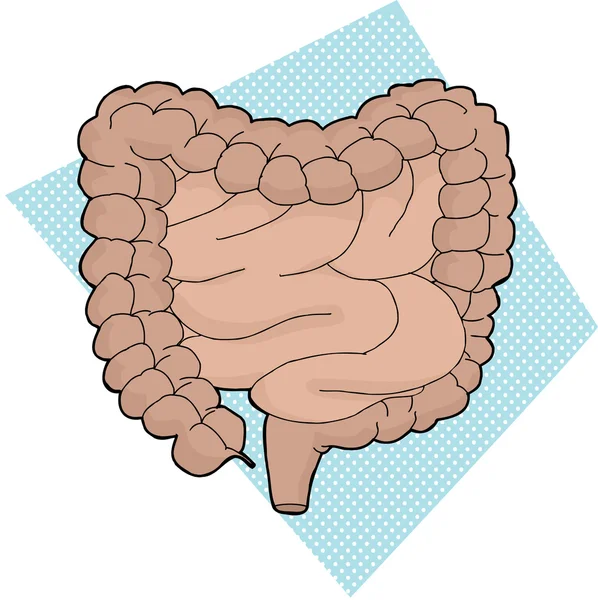 Tracto digestivo humano — Vector de stock