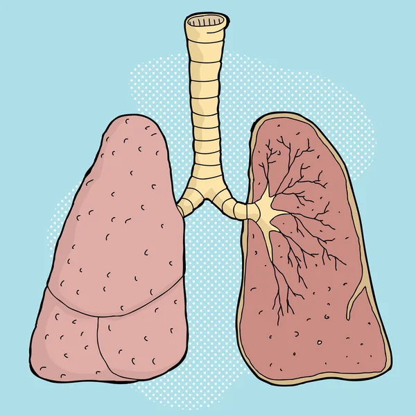 Lungs Cartoon — Stock Vector