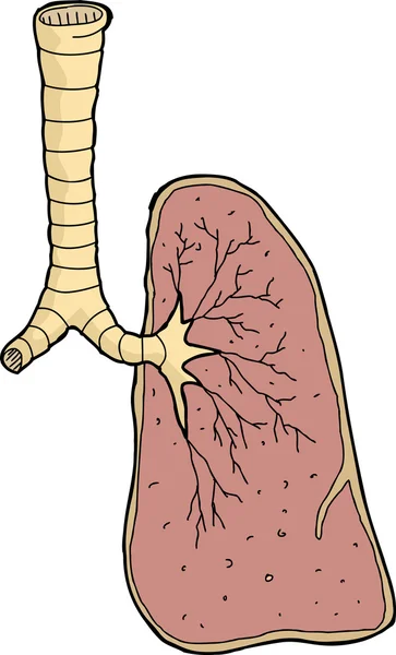 En mänsklig lung — Stock vektor