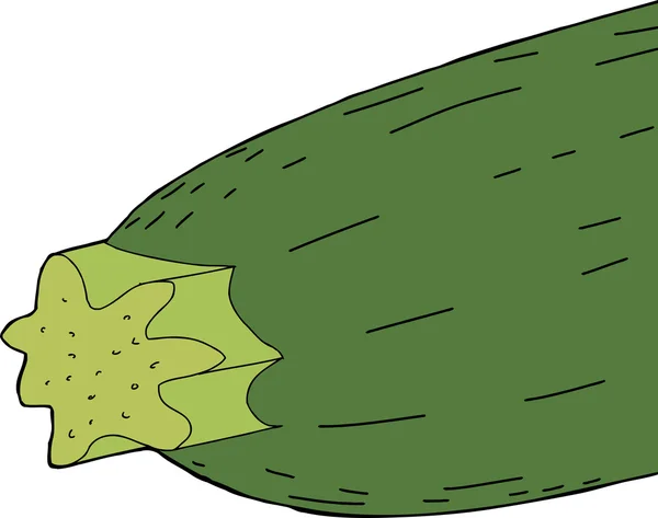 Isolierte grüne Zucchini — Stockvektor